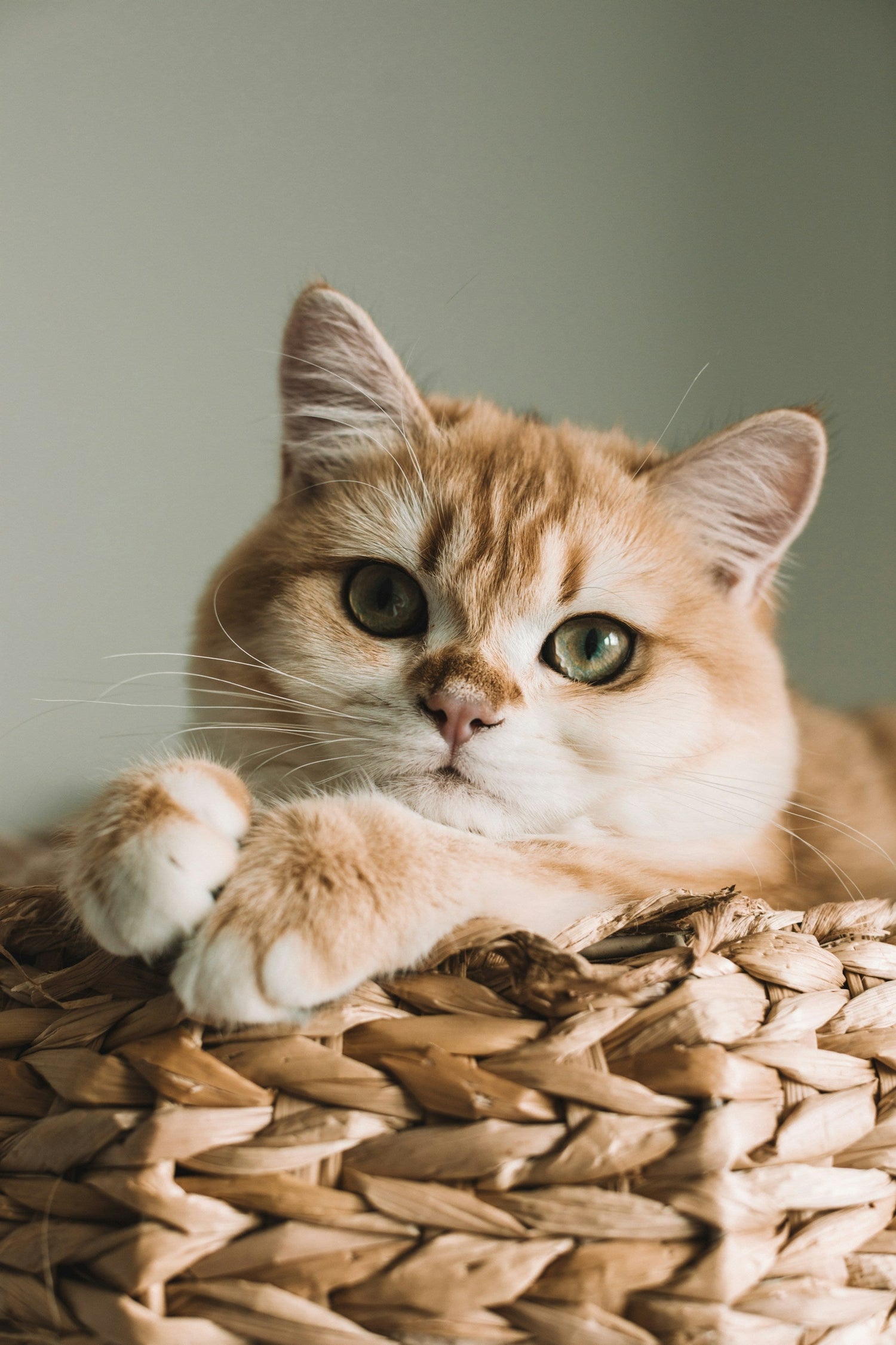 Cats