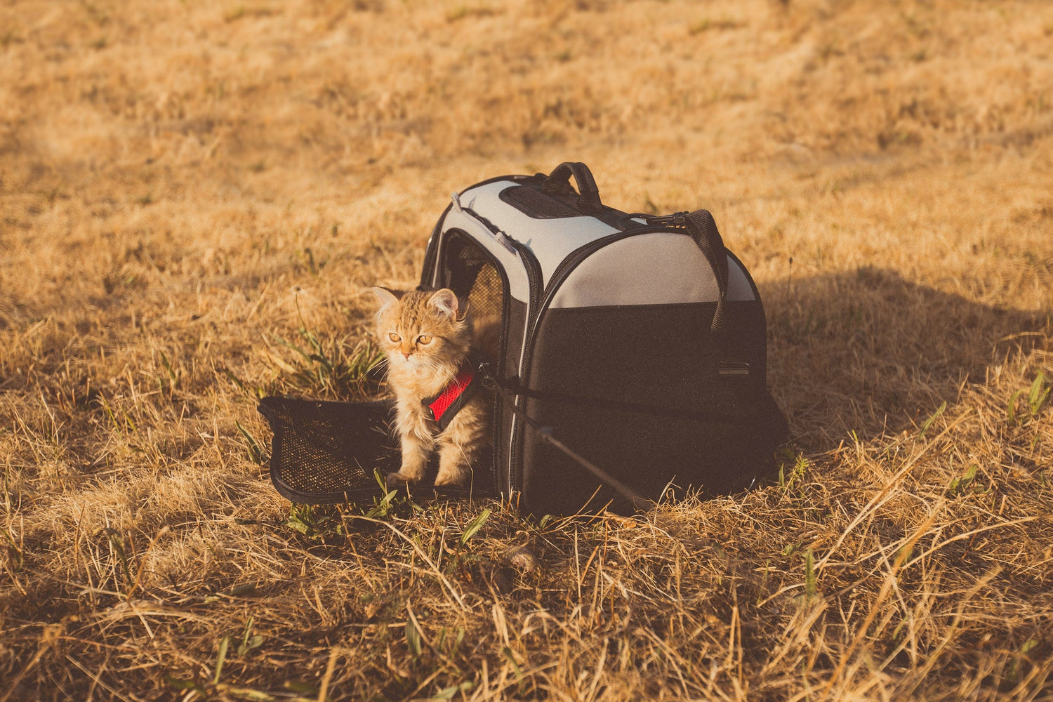Pet Accessories