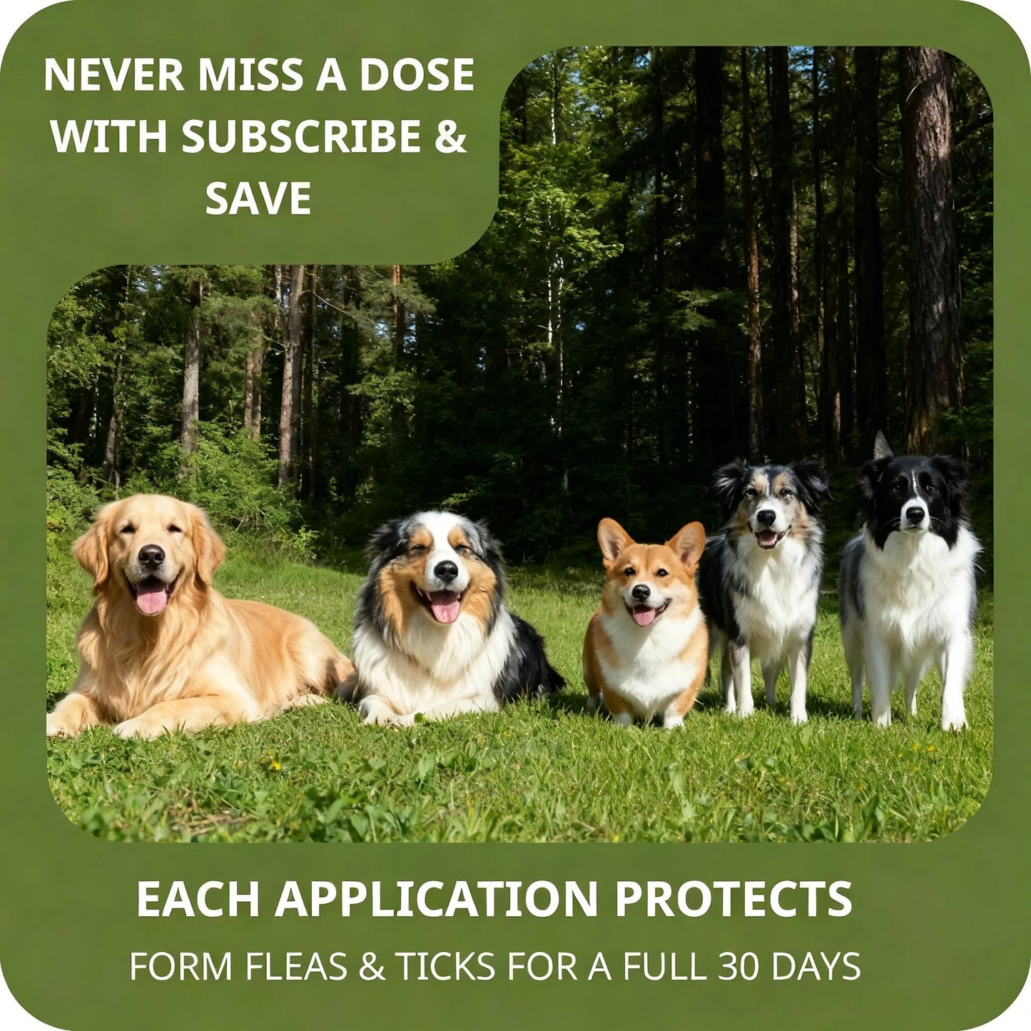 Pet Flea Tick Drops For Skin Health And Itch Relief
